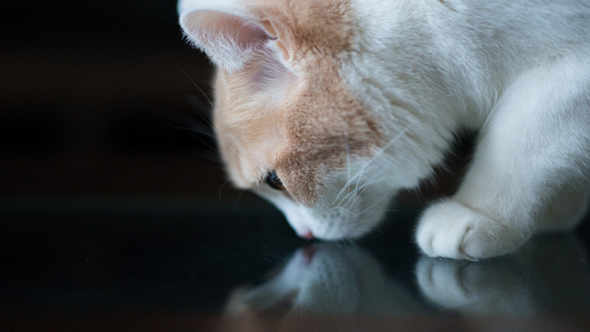 跨洋对决封神夜,马克西狂轰52分创历史,开拓者碾压深圳队,赛后评分拉满成唯一满分传奇